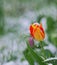 Red-yellow tulip with waterdrop on spring snow blurred background. Selective focus. Copy space