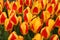 Red-Yellow Tulips