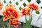 Red and yellow tulips against a white plastic fence in a garden of a private house to illustrate an article about gardening,