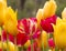 Red and yellow tulips, Araluen Botanic Park, Perth, Australia