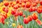 Red and yellow tulips background. Spring flowers. Holland`s calling card