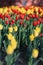 Red and yellow tulips in the defocus at the flower show.