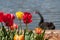 Red and yellow tulips on flowerbed with black swan silhouette on the background