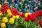 Red and yellow tulips and forget-me-not flowers planted in the p