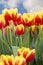 Red and yellow tulips in garden on the background of bright blue cloudy sky. Spring plant postcard, flower wallpaper. Vertical
