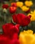 Red and yellow tulips grow on a glade.