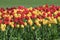 Red and yellow tulips growing outside