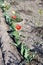 Red and yellow tulips growing in a row. Early flowers of yellow tulips bloomed in spring in the garden. Primroses. Spring first