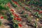 Red and yellow tulips in rows and ground in sunny park. flowers