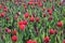 red yellow tulips in sunlight in rows in a long flower field in