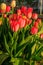 Red and yellow tulips in the sunshine in the front yard