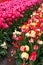 Red and yellow varigated, and pink tulips growing in rows on propagation farm