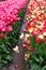 Red and yellow varigated, and pink tulips growing in rows on propagation farm