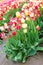 Red and yellow varigated tulips growing in rows on propagation farm