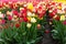 Red and yellow varigated tulips growing in rows on propagation farm