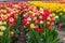 Red and yellow varigated tulips growing in rows on propagation farm