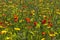 Red and yellow wildflowers among green grass