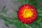 Red Yellow Xerochrysum bracteatum Flower