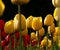 Red and yelow tulips