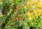 Red yew fruit hanging on green branches, yellow leaves in the background