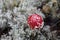 Red young amanita among lichen