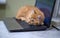 Red young kitten lies on the laptop keyboard. The kitten guards the laptop. Ginger impudent muzzle