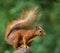 A red young squirrel posing on a stone