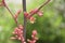 Red Yucca Bloom - Hesperaloe Parviflora