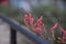 Red Yucca Blossom Hesperaloe parviflora