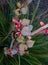 Red Yucca Hesperaloe parviflora