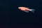 Red zebrafish on a dark blue background. Genetically modified glowing fish. Danio fish