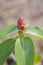 Red Zingiber zerumbet flower in nature garden
