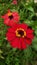 Red zinia elegans