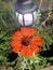 This red zinia flower has a very thin and stiff flower crown similar to a sheet of paper.