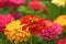 Red Zinia flower on natural colorful blurred background