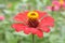 Red Zinia flower on natural colorful blurred background