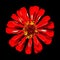 Red Zinnia Elegans Isolated on Black Background