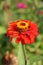 Red Zinnia Flower