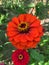 Red zinnia flower, blooming zinnia, red petals, pollen