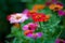 Red zinnia flower, on blurry nature background