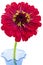 Red Zinnia Flower on white background