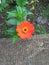 Red zinnia flowers live in Asian forests