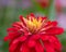 red Zinnia  genus of annual and perennial herbs