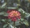 red Zinnia genus of annual and perennial herbs