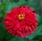 red Zinnia genus of annual and perennial herbs