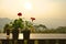 Red zonal geranium or Pelargonium flower pots on wooden table