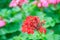 Red zonal geranium (Pelargonium zonale) flower with green leaves