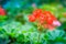 Red zonal geranium (Pelargonium zonale) flower with green leaves