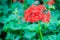 Red zonal geranium (Pelargonium zonale) flower with green leaves