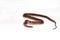 Redback coffee snake (Ninia sebae)